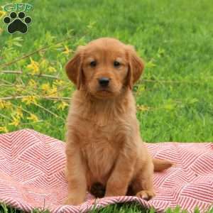 Thunder, Golden Retriever Puppy