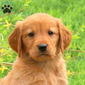 Thunder, Golden Retriever Puppy