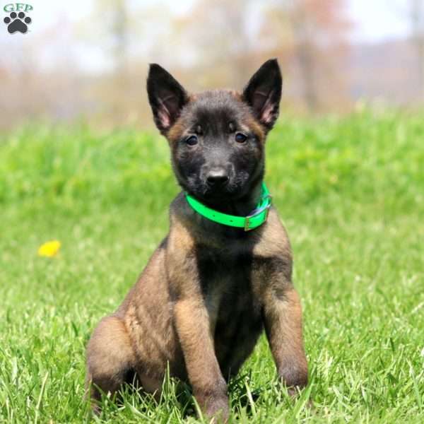 Tillie, Belgian Malinois Puppy