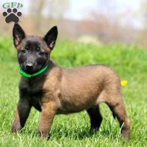 Tillie, Belgian Malinois Puppy