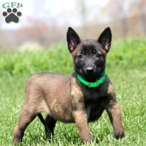 Tillie, Belgian Malinois Puppy