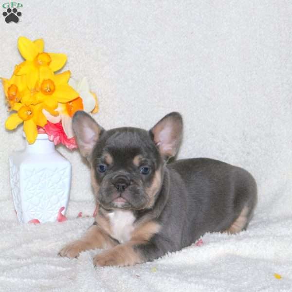 Tilly, French Bulldog Puppy