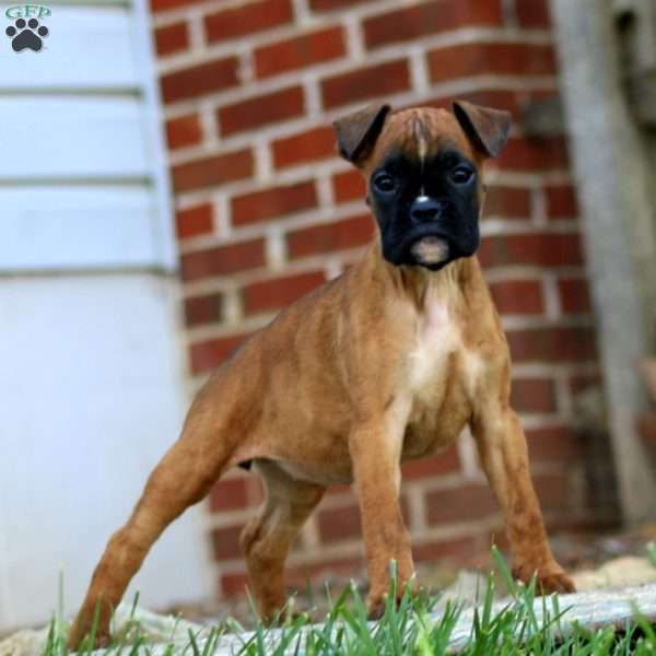 Tina, Boxer Puppy