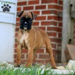 Tina, Boxer Puppy
