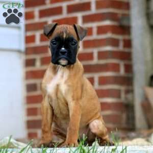 Tina, Boxer Puppy
