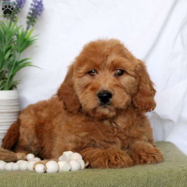 Titus, Mini Goldendoodle Puppy