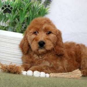 Titus, Mini Goldendoodle Puppy