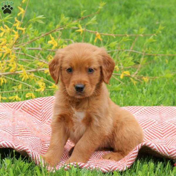 Toby, Golden Retriever Puppy