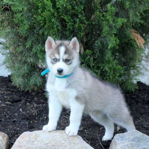 Toby, Pomsky Puppy