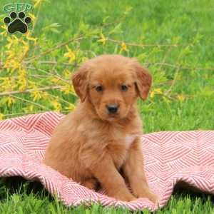 Toby, Golden Retriever Puppy