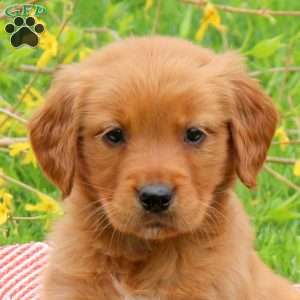 Toby, Golden Retriever Puppy
