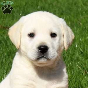 Toby, Yellow Labrador Retriever Puppy