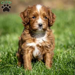Toby, Cavapoo Puppy