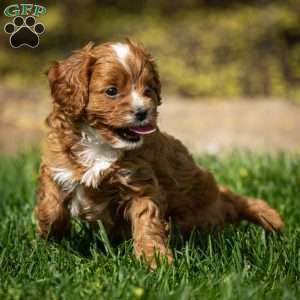 Toby, Cavapoo Puppy