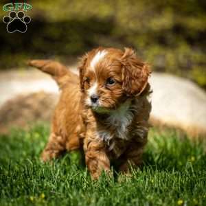 Toby, Cavapoo Puppy