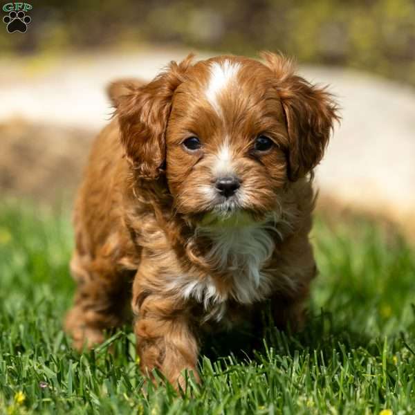Toby, Cavapoo Puppy