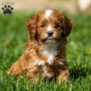 Toby, Cavapoo Puppy