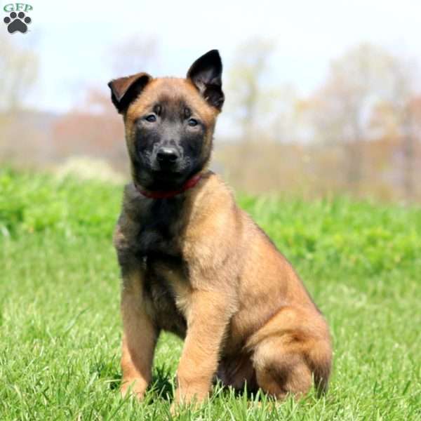 Toby, Belgian Malinois Puppy