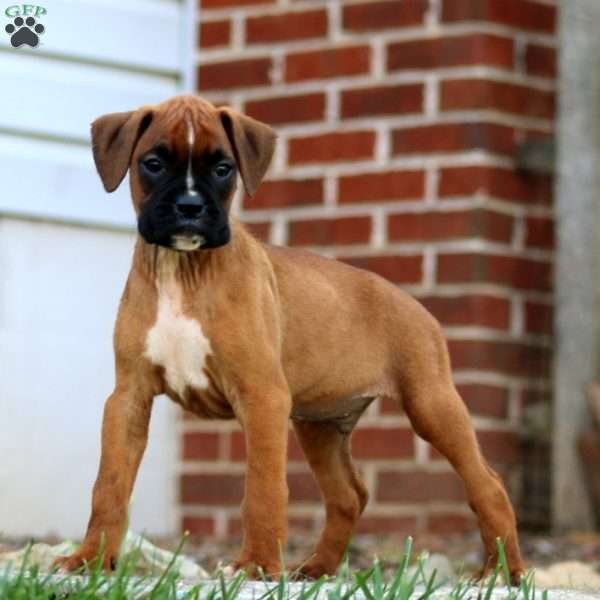 Toby, Boxer Puppy