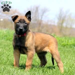 Toby, Belgian Malinois Puppy