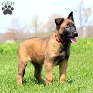 Toby, Belgian Malinois Puppy