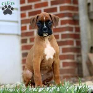 Toby, Boxer Puppy