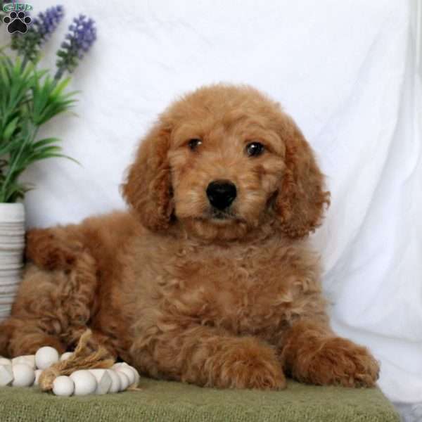 Tommy, Mini Goldendoodle Puppy