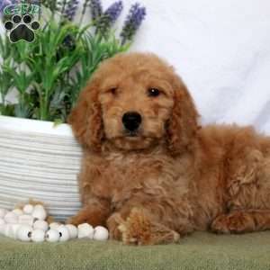 Tommy, Mini Goldendoodle Puppy