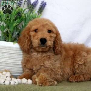 Tommy, Mini Goldendoodle Puppy