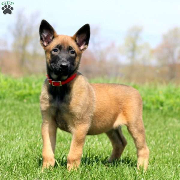 Tootsie, Belgian Malinois Puppy