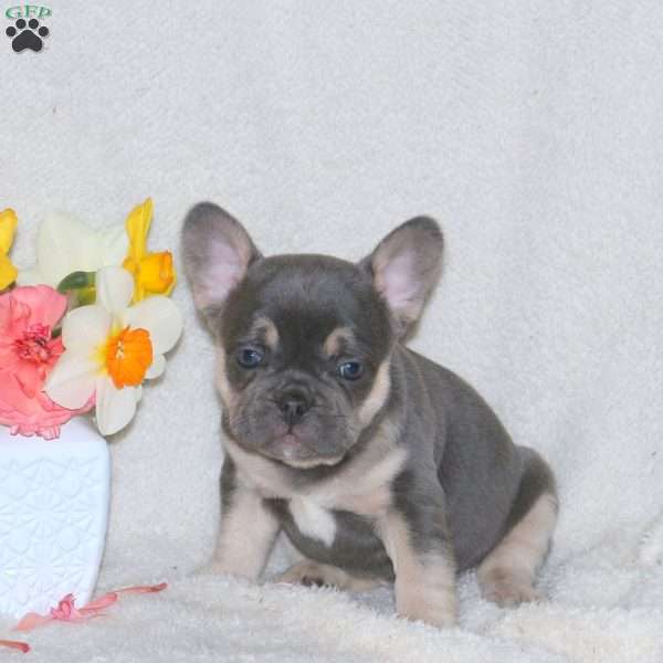 Travis, French Bulldog Puppy