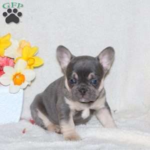 Travis, French Bulldog Puppy