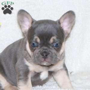 Travis, French Bulldog Puppy