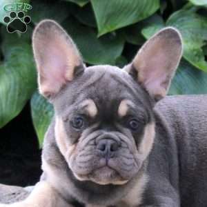 Travis, French Bulldog Puppy