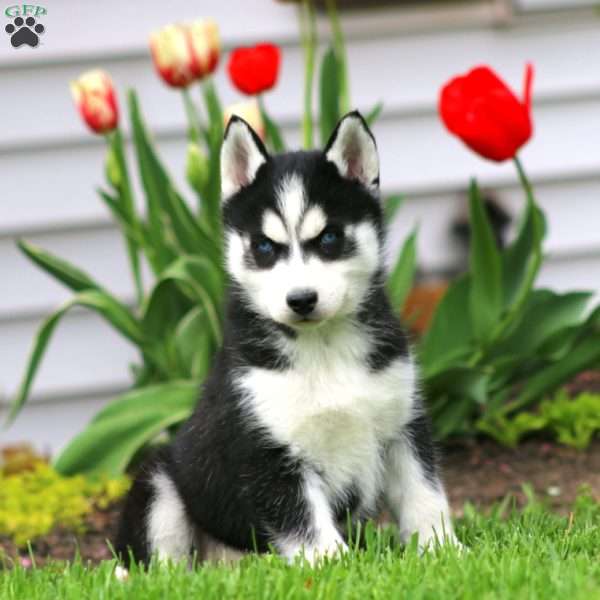 Travis, Siberian Husky Puppy