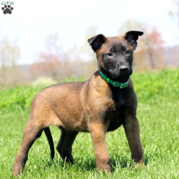 Trek, Belgian Malinois Puppy
