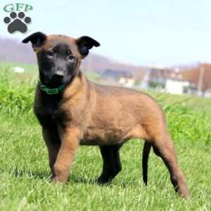 Trek, Belgian Malinois Puppy
