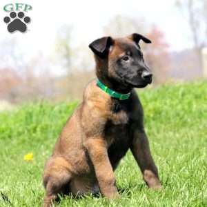 Trek, Belgian Malinois Puppy