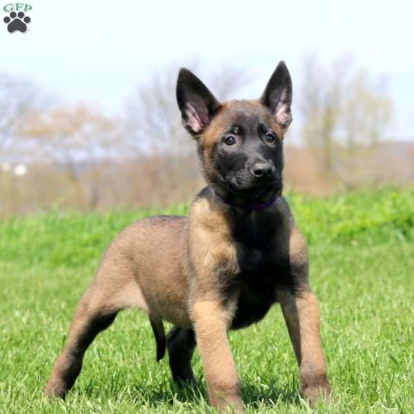 Trevor, Belgian Malinois Puppy