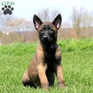 Trevor, Belgian Malinois Puppy