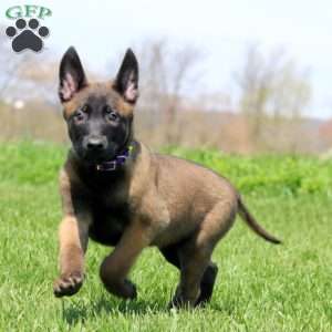 Trevor, Belgian Malinois Puppy