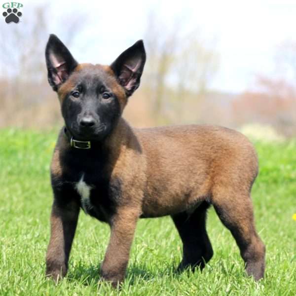 Trooper, Belgian Malinois Puppy