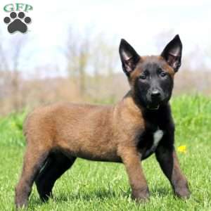 Trooper, Belgian Malinois Puppy