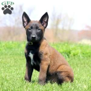 Trooper, Belgian Malinois Puppy