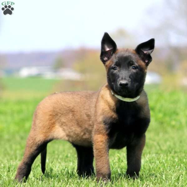Truly, Belgian Malinois Puppy