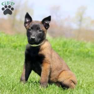 Truly, Belgian Malinois Puppy