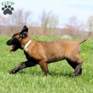 Truly, Belgian Malinois Puppy
