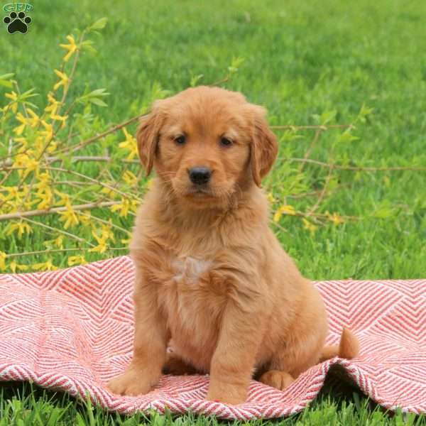 Tucker, Golden Retriever Puppy