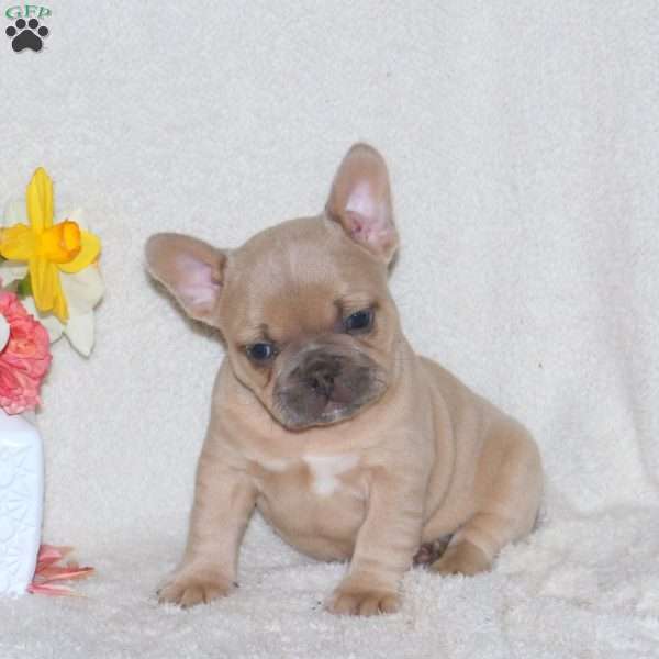 Tucker, French Bulldog Puppy