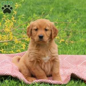 Tucker, Golden Retriever Puppy